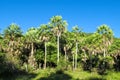 Palm trees in tropic Royalty Free Stock Photo