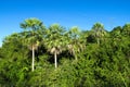 Palm trees in tropic Royalty Free Stock Photo