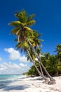 Palm trees on the tropical beach, Dominican Rep