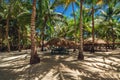 Palm trees on the tropical beach. Saona island.