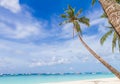 Palm trees on tropical beach and sea background Royalty Free Stock Photo