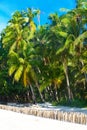 Palm trees on a tropical beach, the sky in the background. Summer vacation concept. Royalty Free Stock Photo