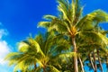 Palm trees on a tropical beach, the sky in the background. Summer vacation concept. Royalty Free Stock Photo