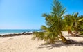 Palm trees on a tropical beach, summer vacation concept, Sri Lanka Royalty Free Stock Photo