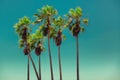 Palm trees on Tropical Beach, Vintage processed Royalty Free Stock Photo