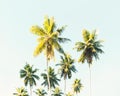 Palm trees at tropical coast. Coconut palms against the blue sky.  Toned image Royalty Free Stock Photo