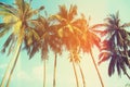 Palm trees at tropical coast, vintage toned Royalty Free Stock Photo