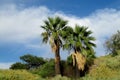 Palm trees in tropical forest Royalty Free Stock Photo