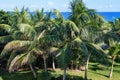 Palm trees in a tropical garden. Blue sky and sea in the background Royalty Free Stock Photo