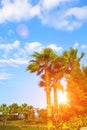 Palm trees tropical garden