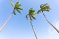 Palm trees on tropical island against blue sky