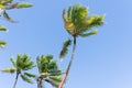 Palm trees on tropical island against blue sky