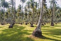 palm trees in tropical park