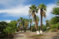 Palm trees in tropical park Royalty Free Stock Photo