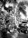Palm trees and tropical plants golf cart and street in sayulita