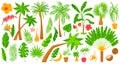 Palm trees tropical plants vector illustration set, cartoon flat indoor garden exotic houseplants from tropics Royalty Free Stock Photo