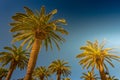 Palm trees in a tropical resort at beautiful sunny day. Image of tropical vacation and sunny happiness. Royalty Free Stock Photo