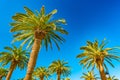 Palm trees in a tropical resort at beautiful sunny day. Image of tropical vacation and sunny happiness. Royalty Free Stock Photo