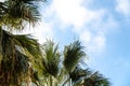 Palm trees in a tropical resort at beautiful sunny day. Image of tropical vacation and sunny happiness. ravel concept design Royalty Free Stock Photo