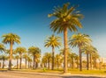 Palm trees in a tropical resort at beautiful sunny day. Image of tropical vacation and sunny happiness. Royalty Free Stock Photo