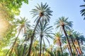 Palm trees in a tropical resort at beautiful sunny day. Royalty Free Stock Photo