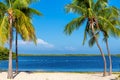 Palm trees on a tropical sandy beach in Key West, Florida Keys. Royalty Free Stock Photo