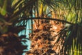 Palm trees at tropical seaside landscape in summer