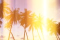 Palm trees on tropical shore at sunset Royalty Free Stock Photo