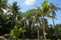 Palm trees in Tulum area, Mexico, Carribean Sea