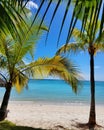 Palm trees with the turquoise colored ocean in the background Royalty Free Stock Photo