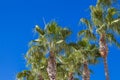 Palm trees two pieces against the blue sky on a clear day in tropical country Royalty Free Stock Photo