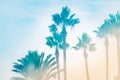 Palm trees uder the rays of the summer sun in a misty morning Royalty Free Stock Photo