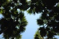 palm trees under blue sky