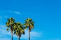 Palm trees under a blue sky in California Royalty Free Stock Photo