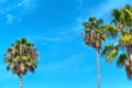 Palm trees under a blue sky in Los Angeles Royalty Free Stock Photo