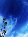 Palm trees under a blue sky Royalty Free Stock Photo