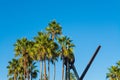 Palm trees under a blue sky in Venice Beach Royalty Free Stock Photo