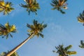 Palm trees under clear blue sky Royalty Free Stock Photo