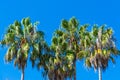 Palm trees under a clear sky in Southern California Royalty Free Stock Photo