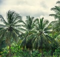 Palm trees under a cloudy sky in Guadeloupe Royalty Free Stock Photo