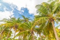 Palm trees under a cloudy sky in Guadeloupe Royalty Free Stock Photo