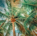 Palm trees under a cloudy sky in Guadeloupe Royalty Free Stock Photo