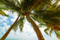 Palm trees under a cloudy sky in Guadeloupe Royalty Free Stock Photo