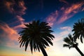 Palm trees under a colorful sky in Los Angeles at sunset Royalty Free Stock Photo