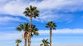 Palm trees under Cyprus blue sky with few fluffy clouds. Royalty Free Stock Photo