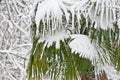 Palm trees under the heavy snow