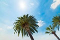 Palm trees under a shining sun in Los Angeles Royalty Free Stock Photo