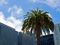 Palm Trees in an Urban Setting Royalty Free Stock Photo