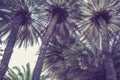 Palm trees at Vai Beach on the Crete island. Greece.  Bottom view. Royalty Free Stock Photo