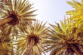 Palm trees at Vai Beach on the Crete island. Greece.  Bottom view. Royalty Free Stock Photo